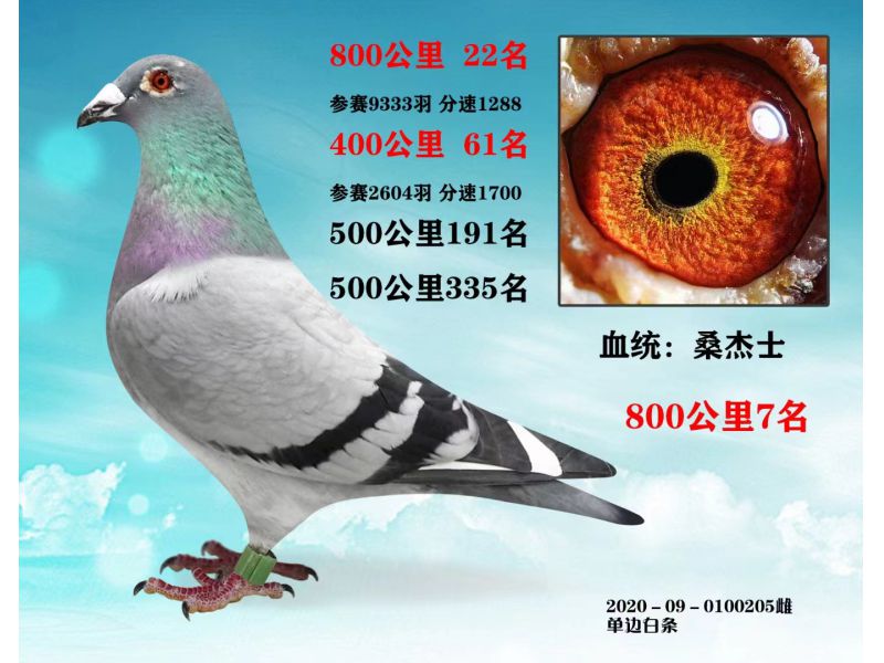 上海桑杰士雌
