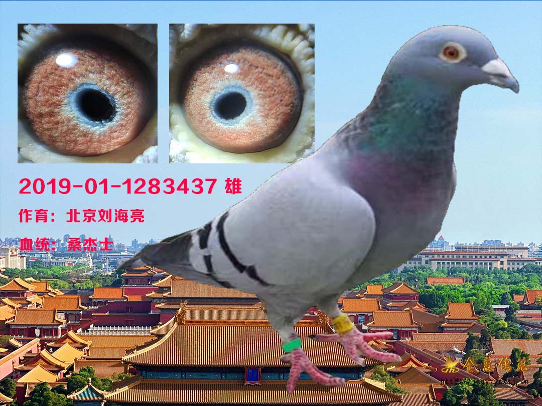 刘海亮桑杰士雄