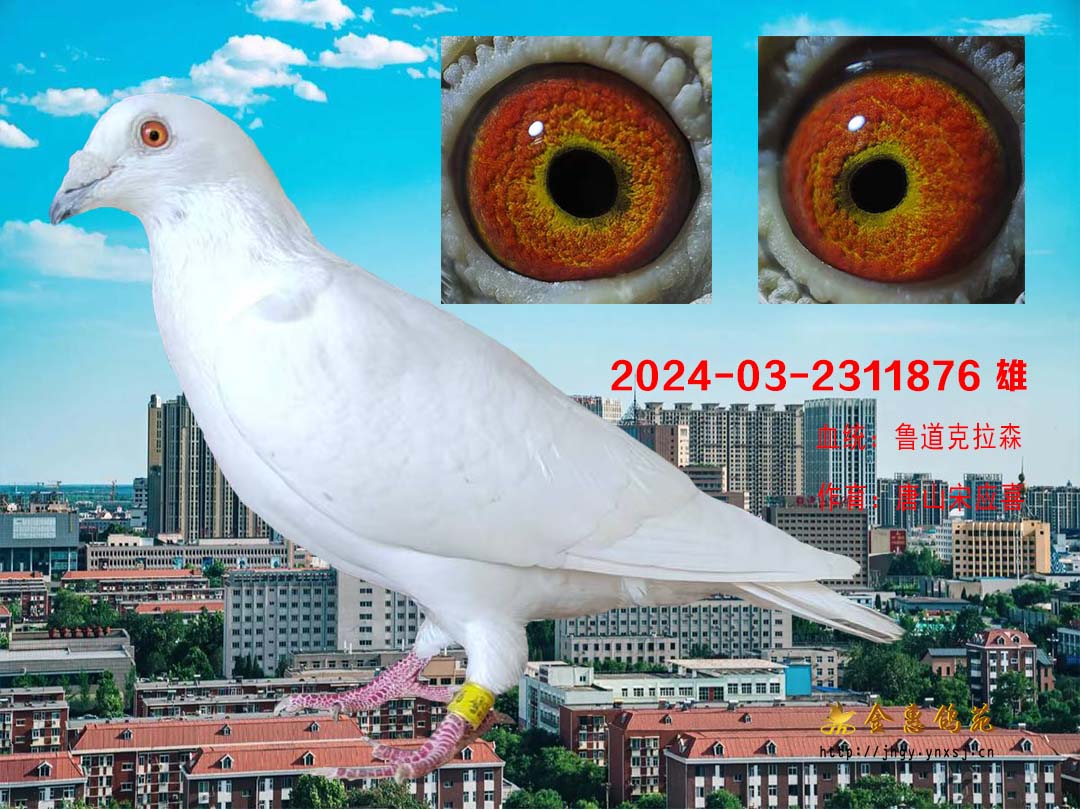 鲁道白雄